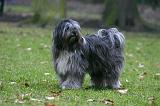 TERRIER DU TIBET 389
